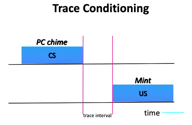 <ul><li><p>CS presented first by self, and after a small gap (trace interval), the US is presented by self</p><ul><li><p>e.g. Play whistle by self, and after a small break deliever food by self</p></li></ul></li></ul><p></p>