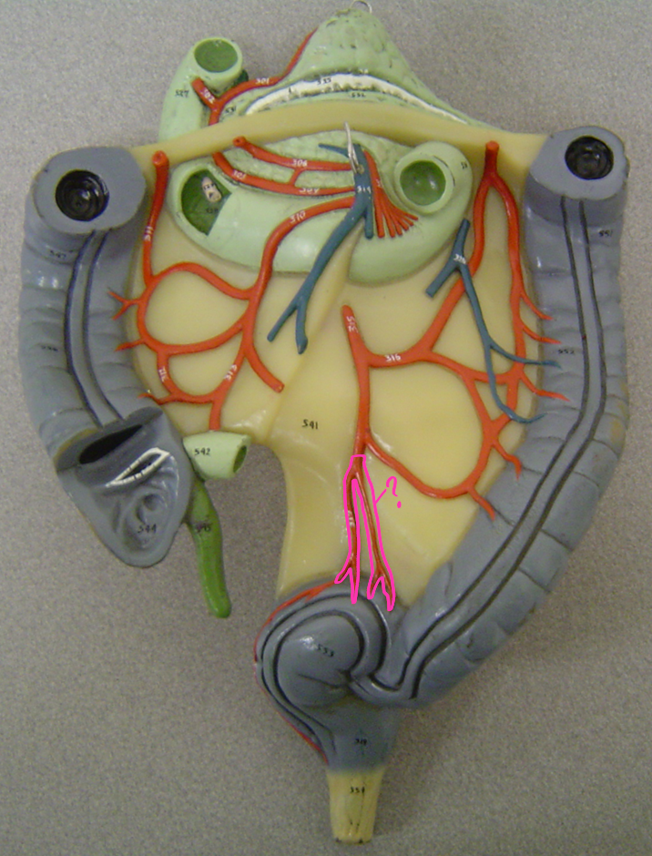 <p>what blood vessel is this? (in pink)</p>
