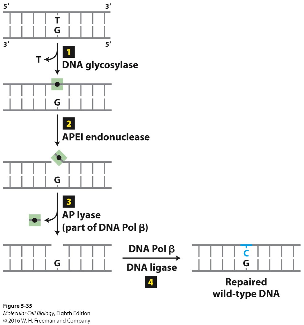 <p>DNA glycosylase, APEI Endonuclease, AP lyase, DNA polymerase β, and Ligase. It is meant to fix T-G mismatch due to deamination.</p>