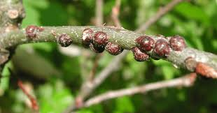 <ul><li><p>Small, immobile insects that attach themselves to plant stems and leaves, feeding on sap. They can cause wilting and discoloration, and may also secrete honeydew, attracting ants. </p></li><li><p>To fix use insecticidal soap, encourage natural predators such as wasps, or prune heavily infested areas. </p></li></ul><p></p>