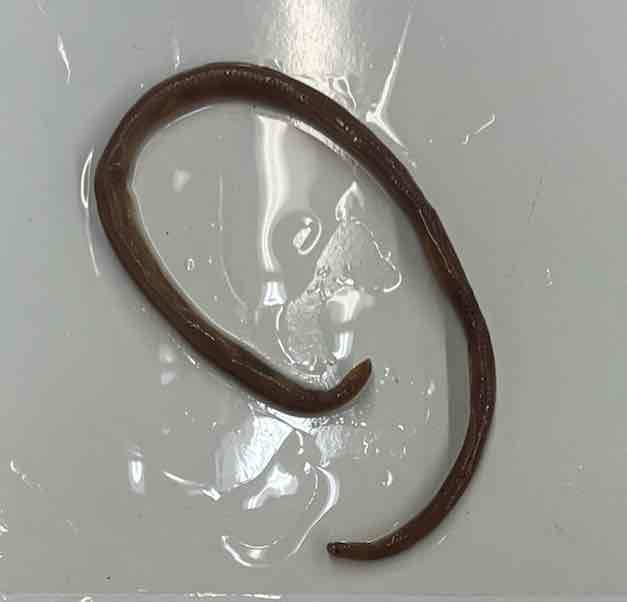 <p>Texas blind snakes</p>