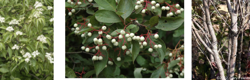 <p>grey dogwood </p>