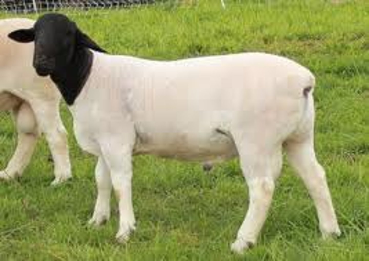 <p>hair sheep and shedding breeds:</p><p>originated in South Africa; crossing Dorset and Persian Blackhead (fat-tailed sheep); white body and legs with a black head; the most muscular of all shedding breeds, durable/tough; not a true hair sheep; fastest growing population in US</p>