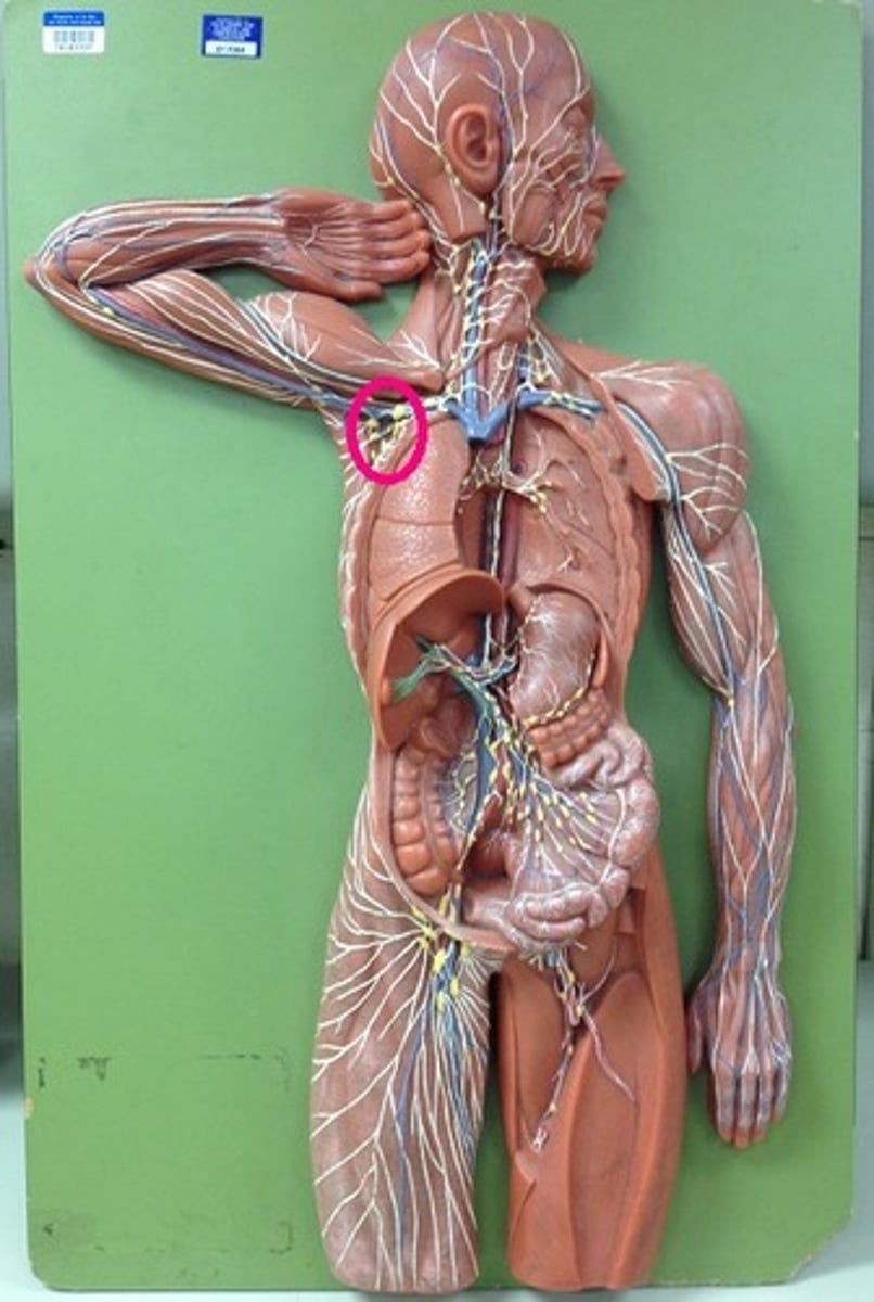 <p>underarm/arm pit</p>