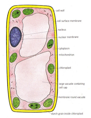 stores the starch -glucose- for food (plant)