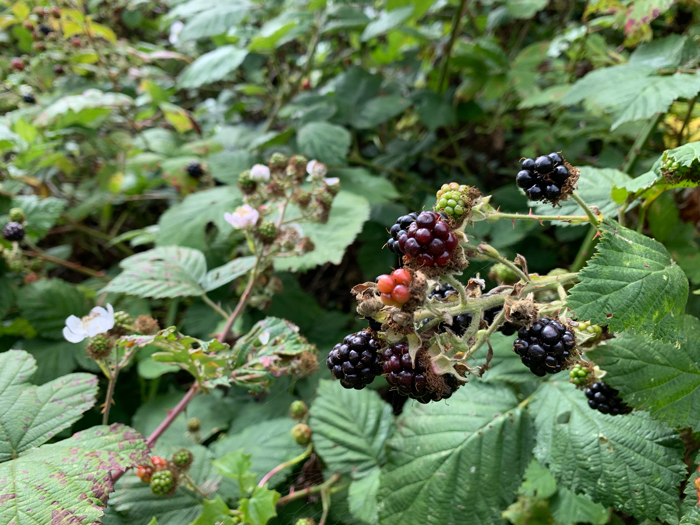<p>rubus armeniacus</p><p>characteristics: looks like salmonberry leaves but thorns on petiole rather than stem, leaf hairs, 3 OR 5 leaflets,</p>