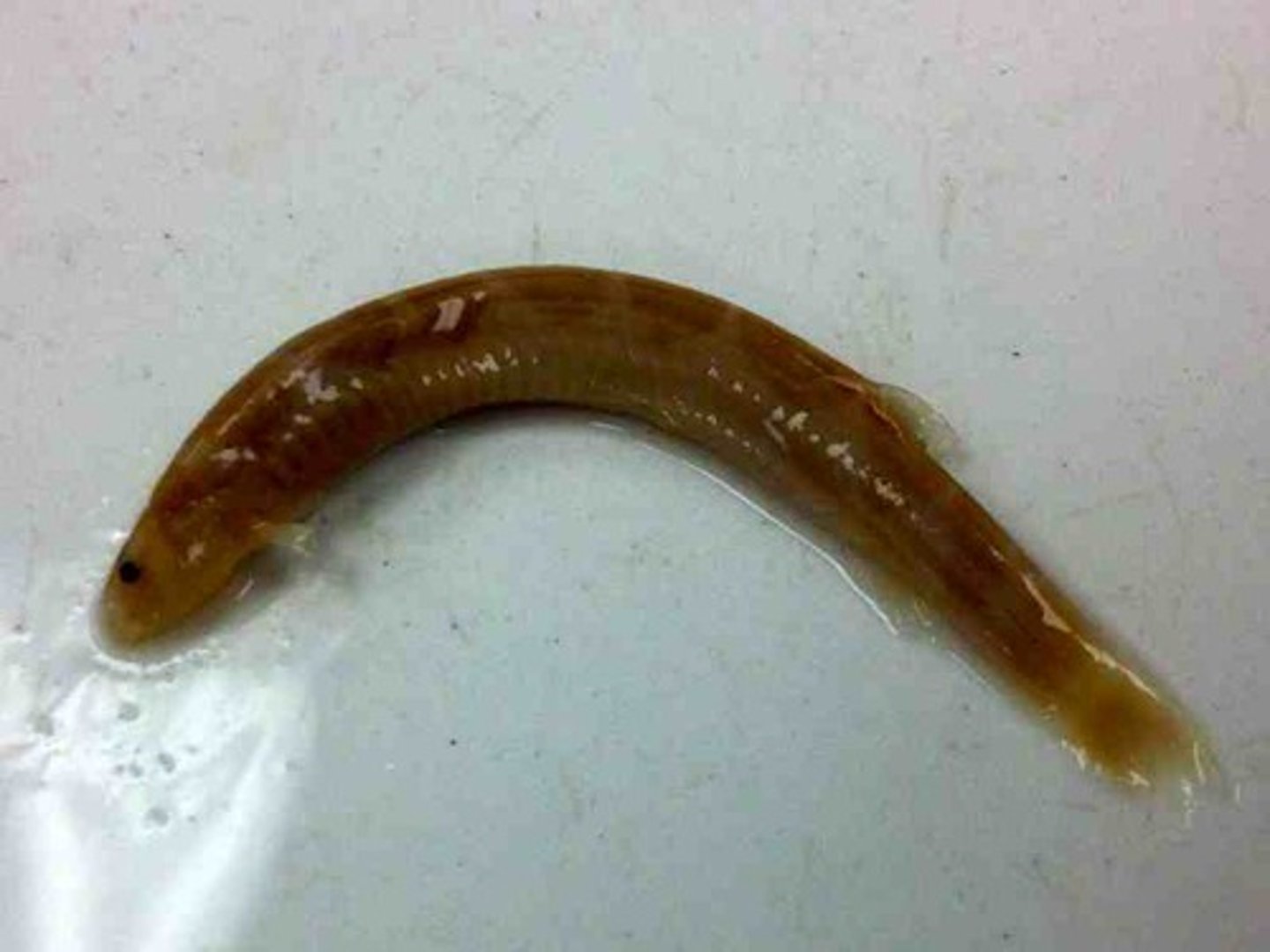 <p>loaches</p>