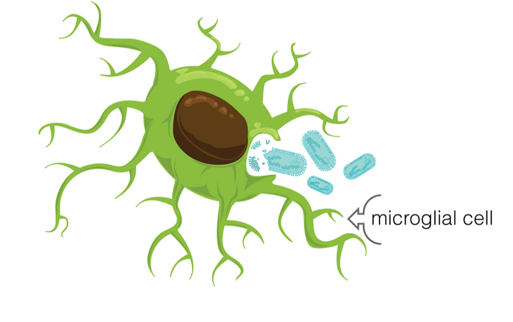 <p>Microglia cells are small macrophages that develop from </p>