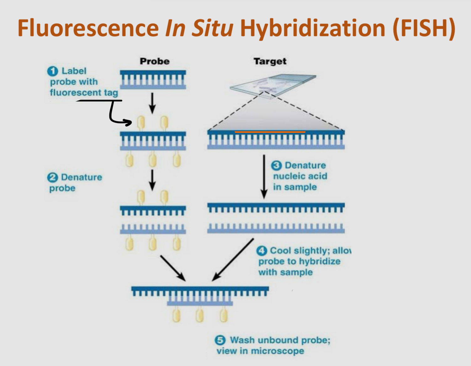 <p>a specialized microscopy technique for labelling DNA in cells</p><p>&gt; DNA probes are developed based on base pair rulings</p><p>&gt; the probes are synthesized with fluorescent tags</p>