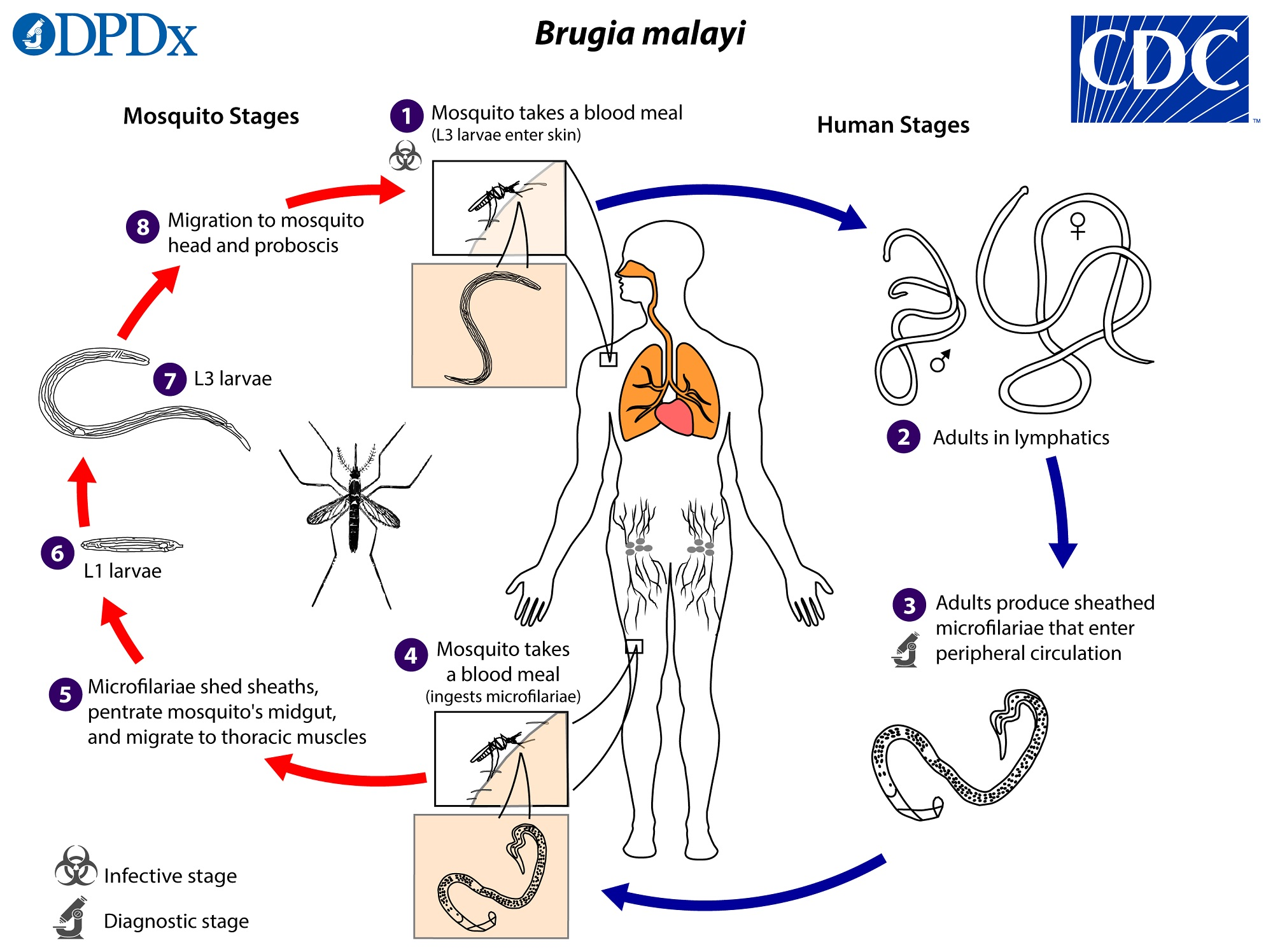 <p>Brugia malayi </p><ul><li><p>JV Asie</p></li></ul><p></p>