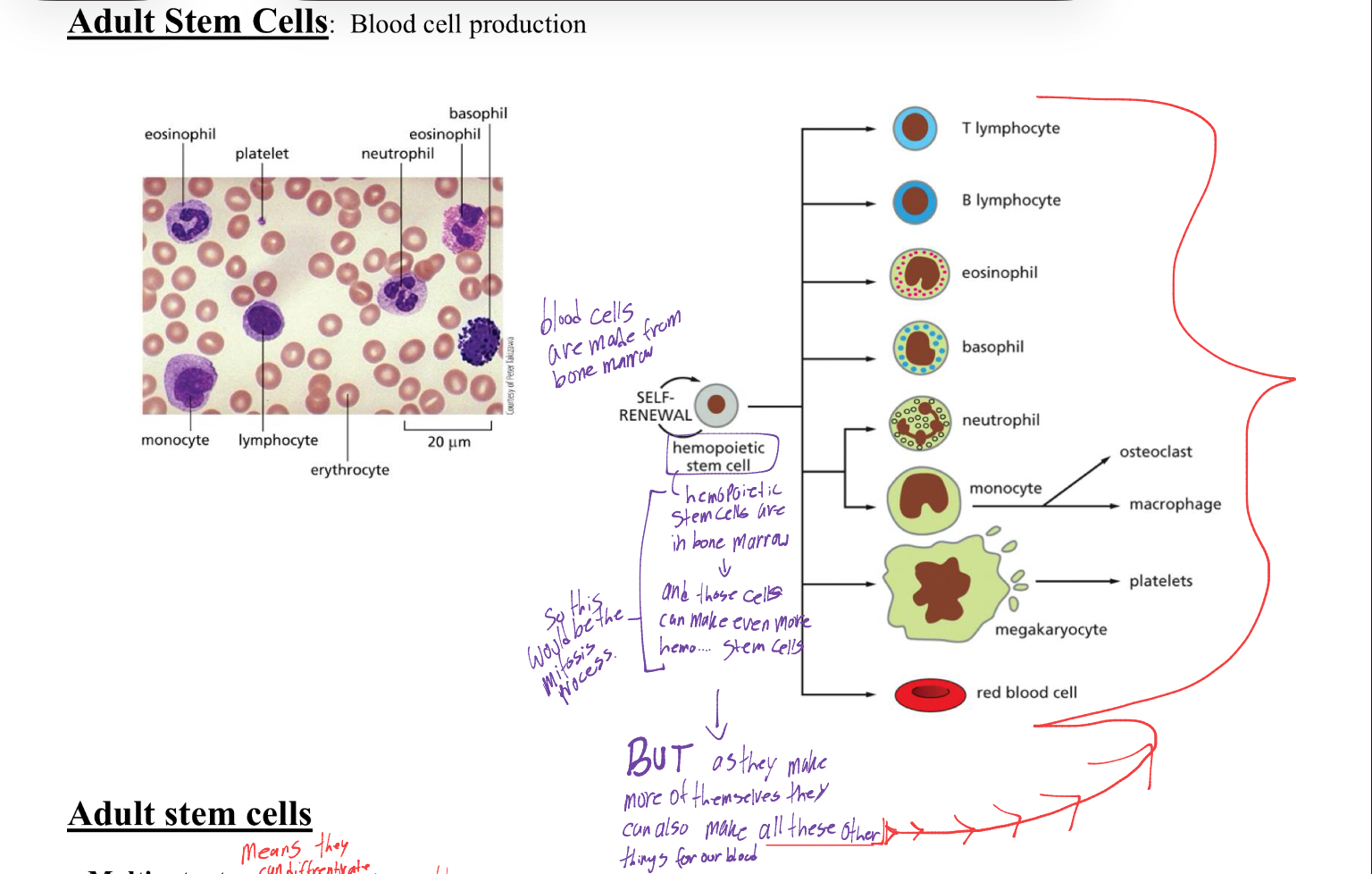 <p>the stem cell is found in bone marrow, the same place blood cells are from. the stem cell undergoes self renewal, splitting itself into daughter cells, while one becomes a blood cell and the other Turns into something else we need in our blood. </p>