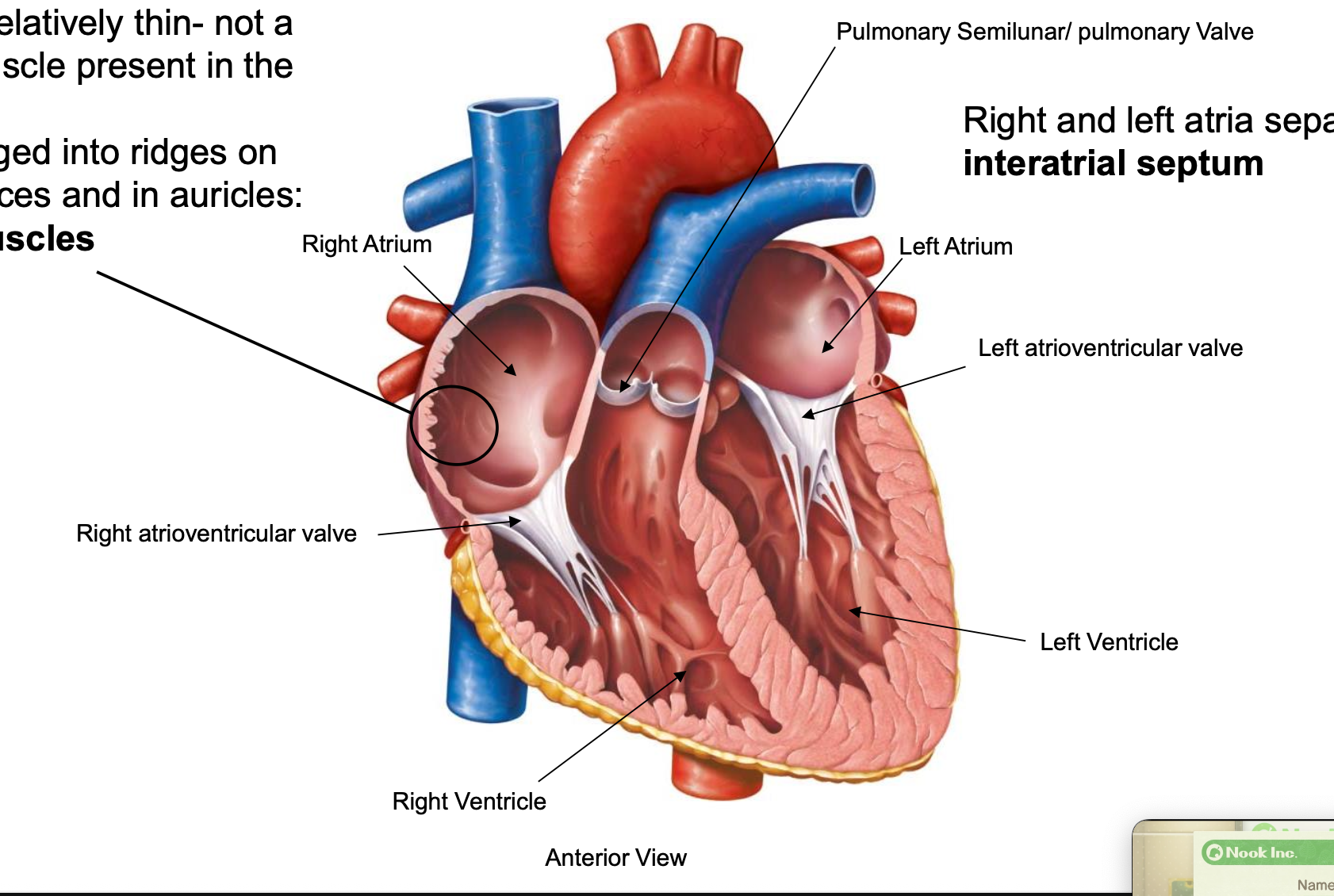 <p>open when ventricle is filling; close when ventricle is pushing blood out to body; moves from atria to valve</p>