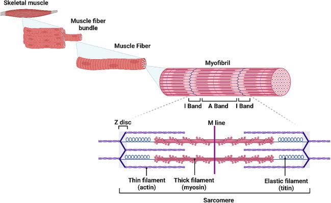 <p>myofibrils</p>