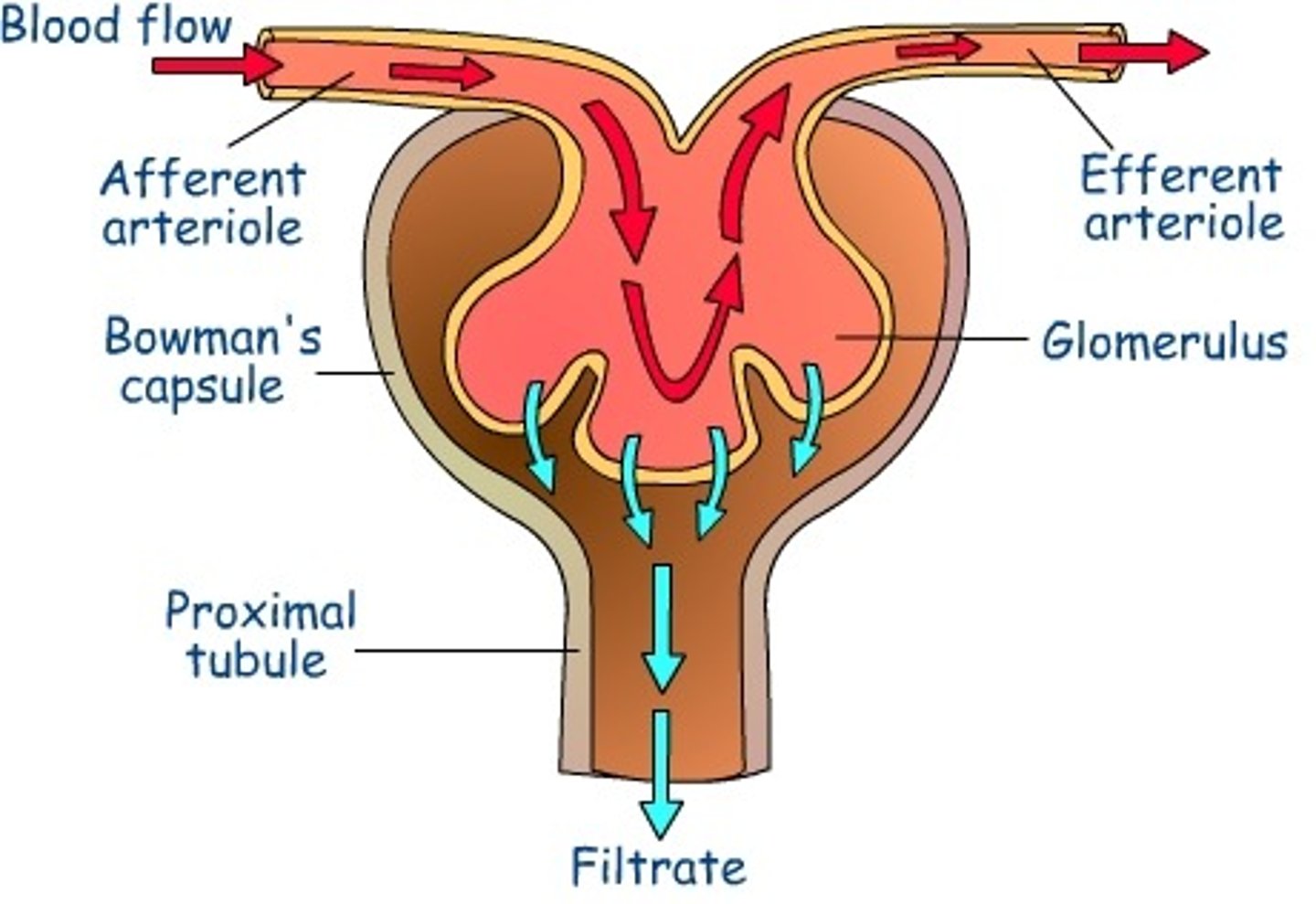<p>Filtering small molecules (eg; H₂O, glucose, urea) out of the blood and into the Bowman's capsule to form glomerular filtrate</p>