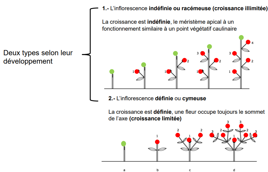 <ul><li><p>inflorescences simples : </p><p>-indéfinie</p><p>-définie</p></li><li><p>inflorescences composées</p></li></ul><p></p>