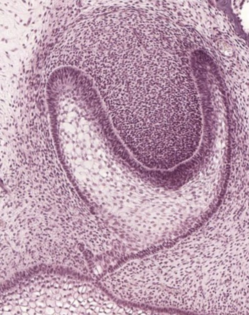 <p>To form dentin and pulp.</p>