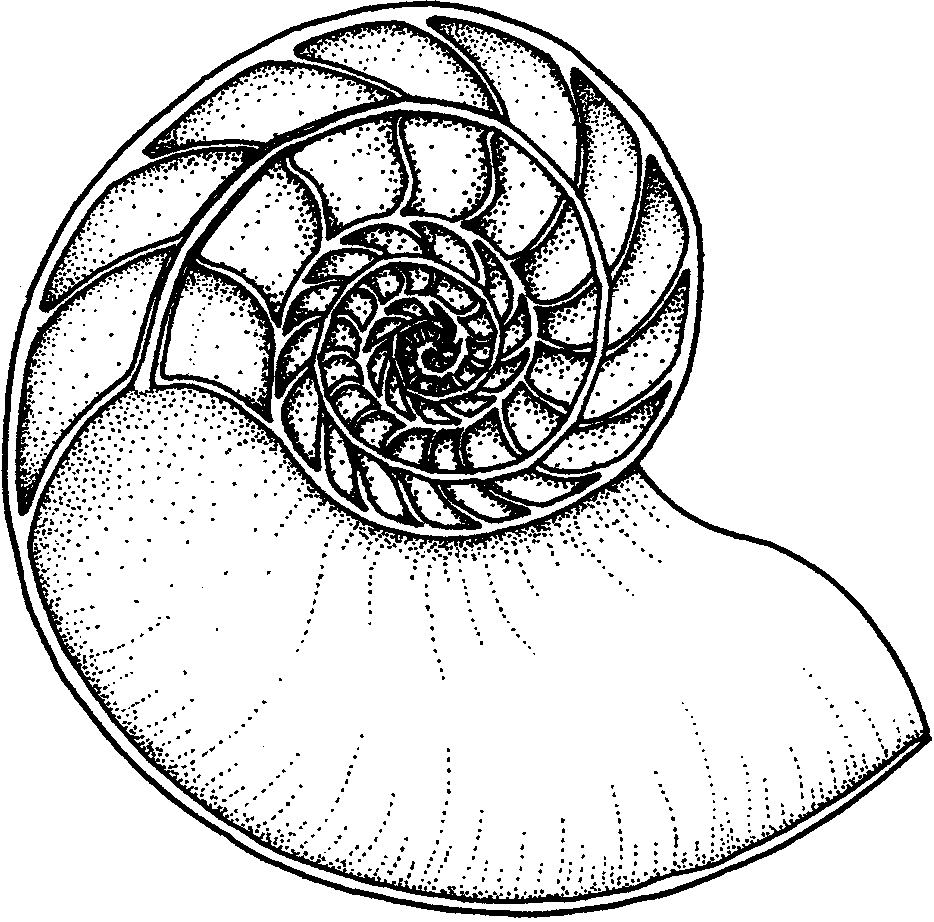 <p><span>a tube-like tissue that runs through the shell of a cephalopod mollusk to help it maintain neutral buoyancy</span></p>