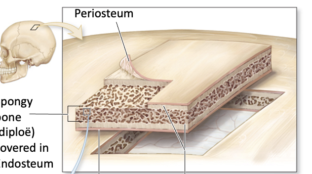 <p>In what type of bone is no medullary cavity present, but bone marrow is found within spongy bone</p><p></p>