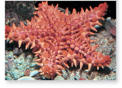 <p>What class do star fishes belong to </p>