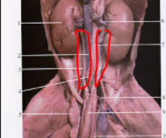 <p>What is the arrow pointing to? What’s it function? </p>