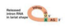 <p>circular RNA produced after a spliceosome cuts out an intron. In the case of a major spliceosome, Consists of the 5' splice junction bound to the branch point A</p>