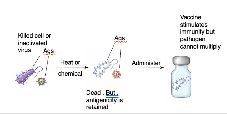 <ul><li><p>cultivate desired strain, treat it with formalin or other agent that kills the strain but does not destroy its antigenicity</p></li><li><p>often require a larger dose and more booster to be effective</p></li><li><p>ex. SALT polio</p></li></ul><p></p><p></p>