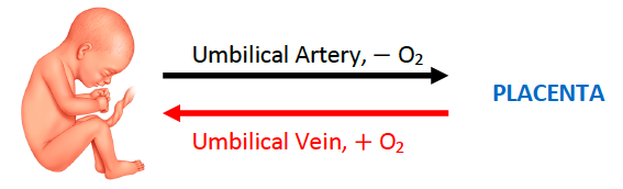<p>oxygenated </p>