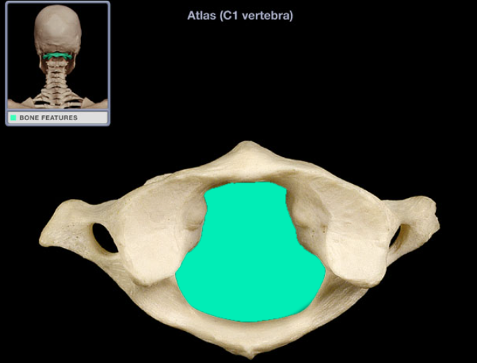 <ul><li><p>Location: Atlas</p></li><li><p>Description: Large foramen formed by anterior and posterior arches of atlas</p></li><li><p>Comment: Vertebral canal formed by combined vertebral foramina, Contains spinal cord, meninges, spinal nerve roots, blood vessels, and fat, Atlas also known as C1 vertebra</p></li></ul><p></p>