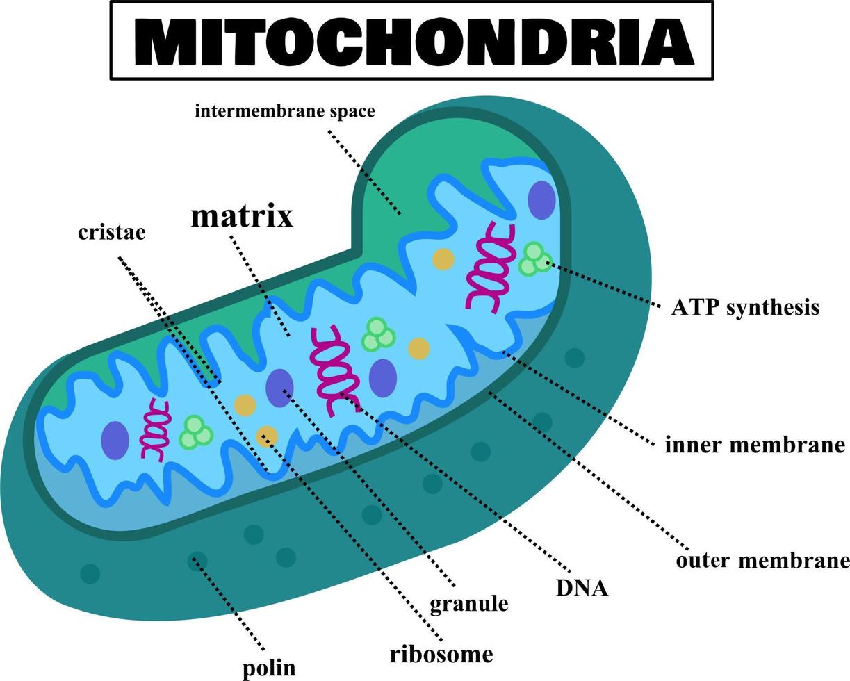 <p>mitochondria</p>