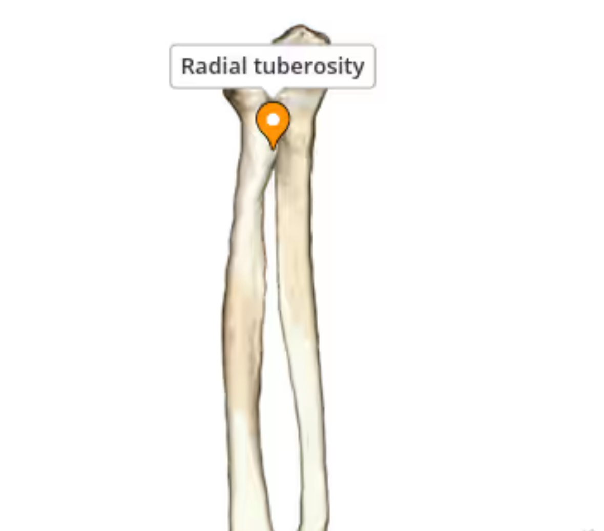<p>radial tuberosity</p>