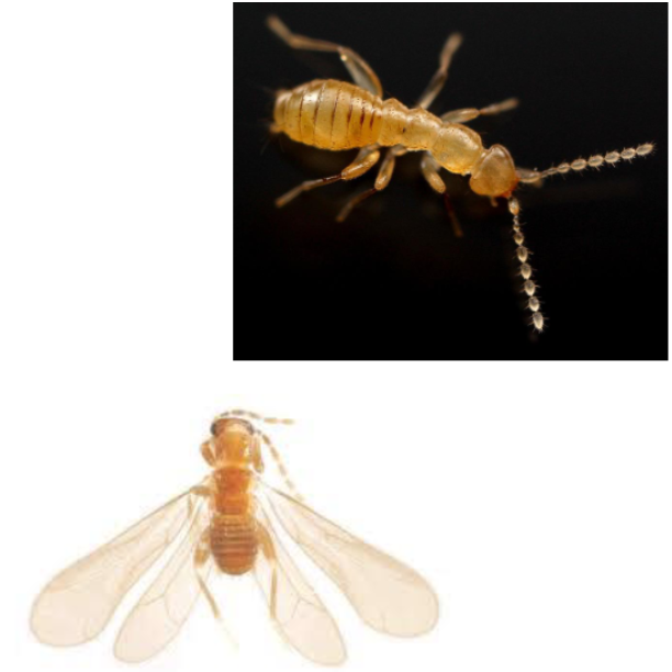 <p>Name the order</p>