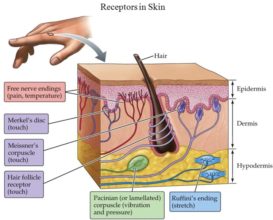 <ol><li><p>sensory receptors are <strong>located in specialized cells</strong> (sometimes neurons but not always) that <strong>detect &amp; respond to physical &amp; chemical stimul</strong>i- “<u>sensory receptor cells” </u></p></li><li><p>many <u>sensory receptors cells are located at the surface to detect external stimul</u>i, but others lie within body tissues to monitor internal organ functions &amp; provide crucial homeostatic feedback regulation</p></li></ol><p></p>