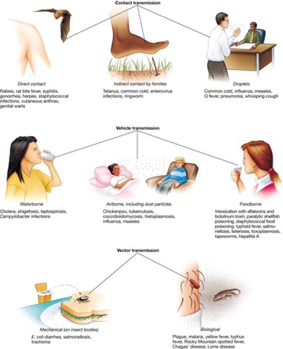 <p>Infection spread through person-to-person contact.</p>