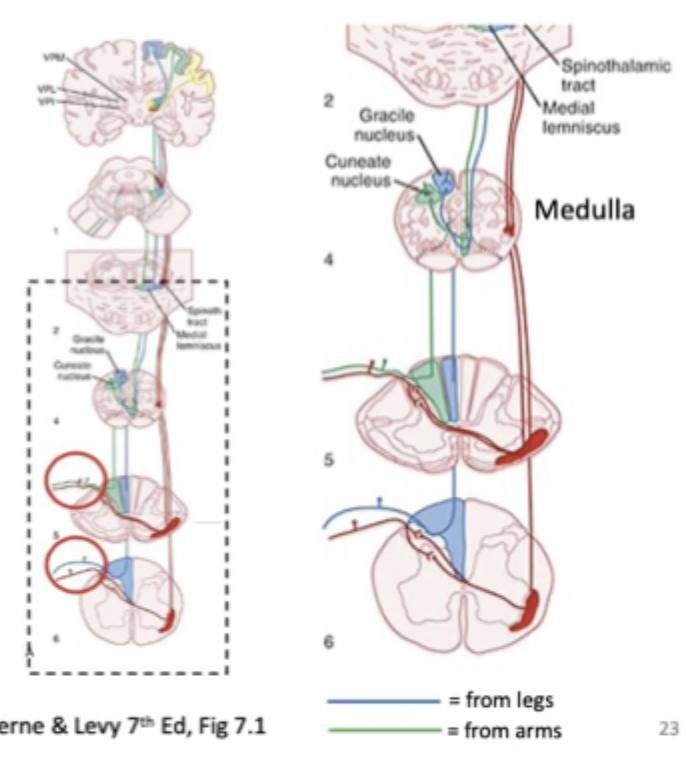 <p>Ascending somatosensory pathway 1 (Dorsal column)</p>
