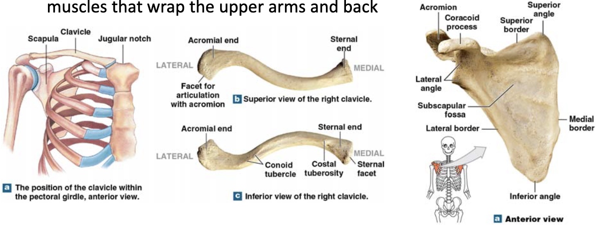 <p>pectoral girdle helps</p>