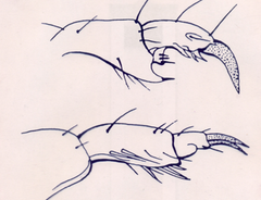 <p>Which of these claw is from a mammalian louse, and which is from an avian louse?</p>