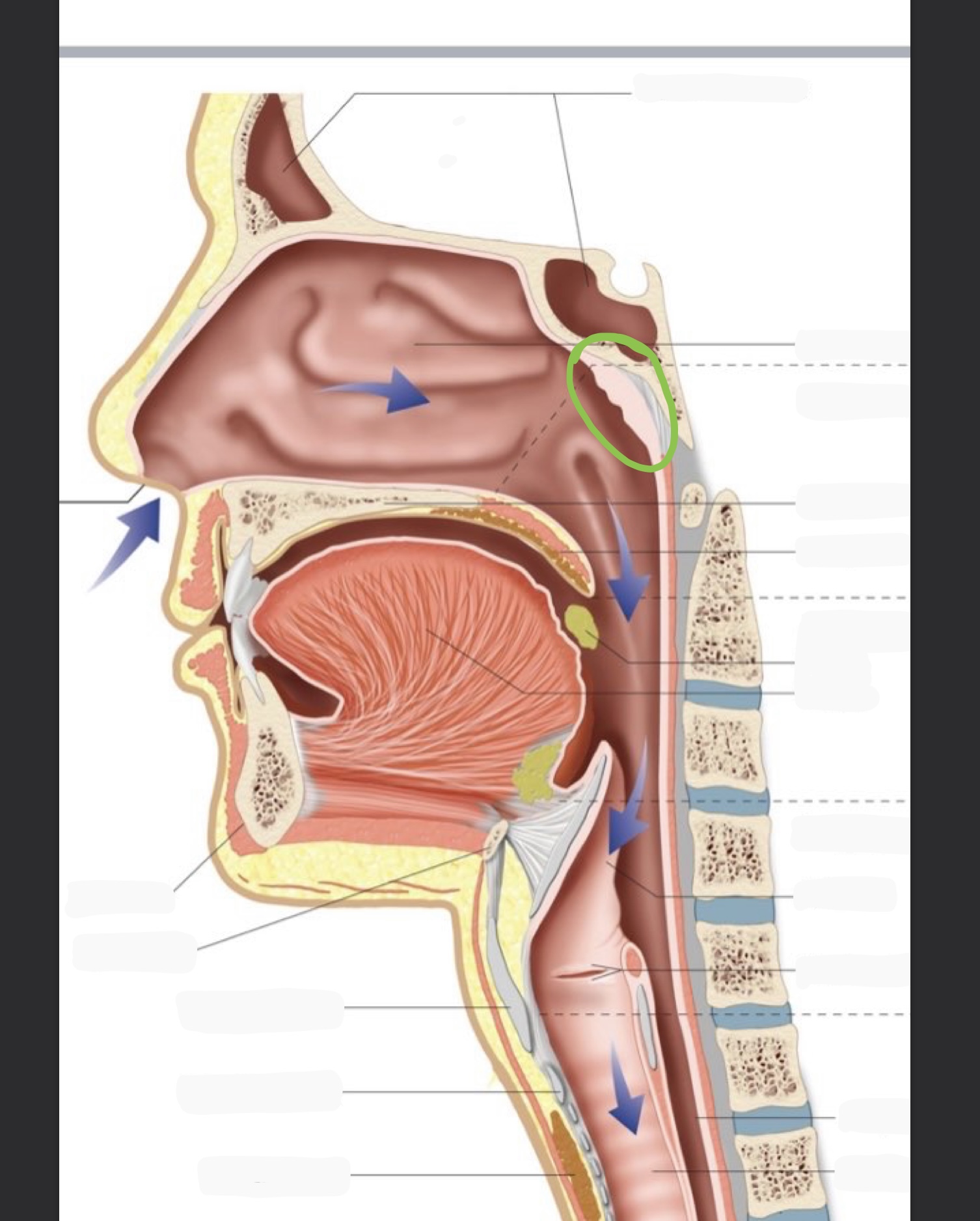 knowt flashcard image