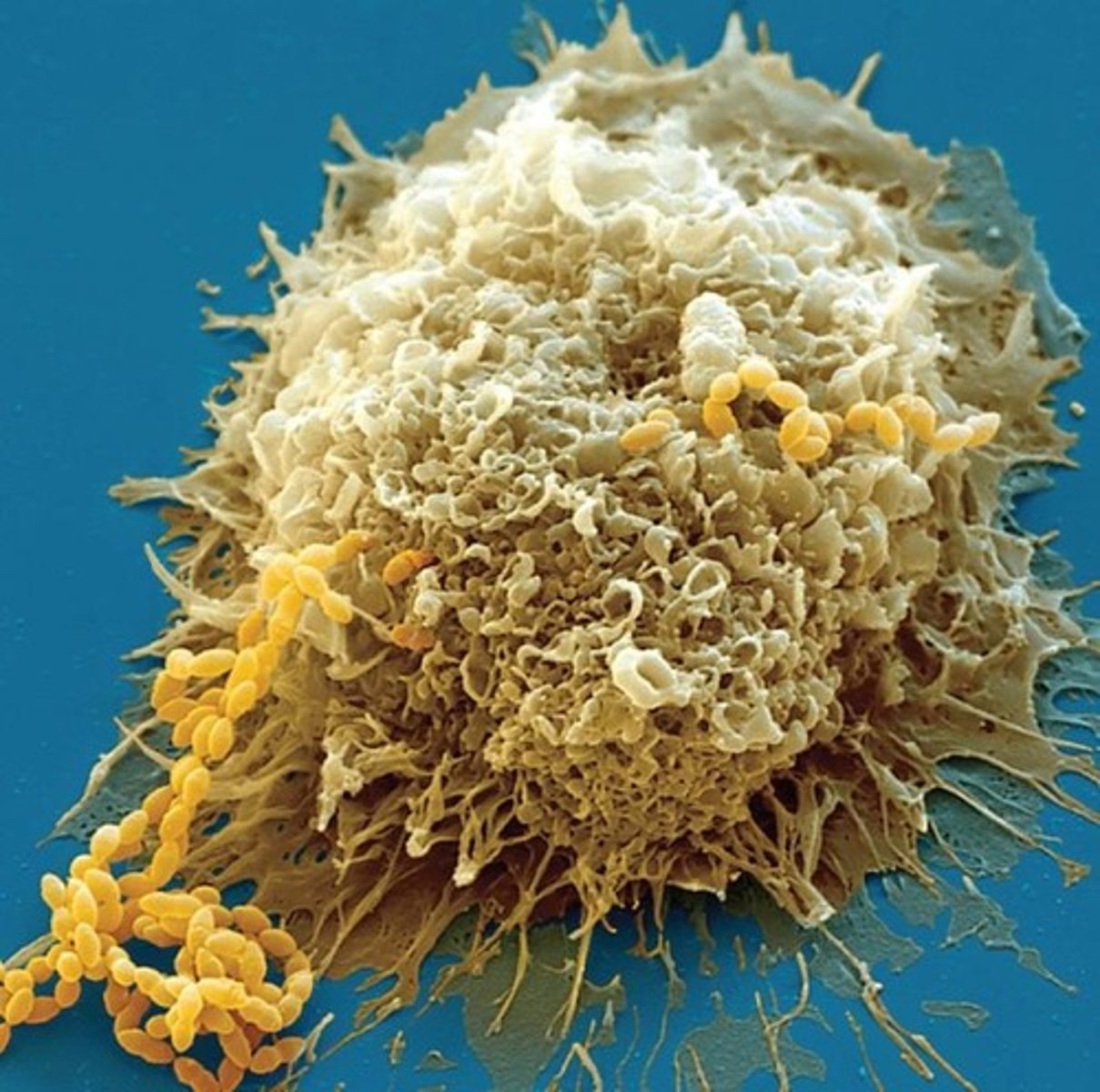 <p>Cells that kill bacteria by ingesting them; a type of white blood cell.</p>