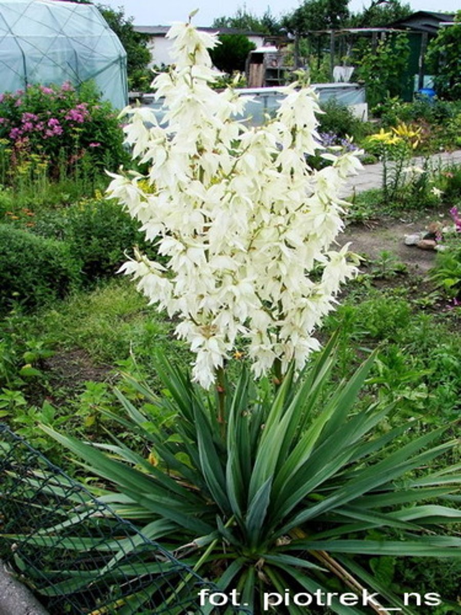 <p>Słońce, rabata</p>