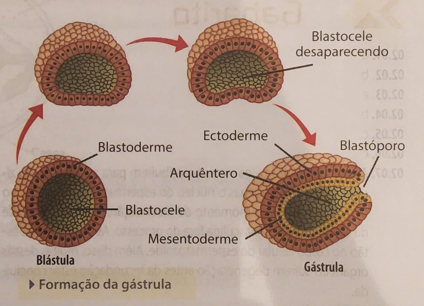 * gastro = estômago
* período que o tubo digestório começa a se formar
  * blastóporo (protostômio/deuterostômio)
  * arquêntero
* surgem os folhetos embrionários
  * ectoderme, mesoderme e endoderme
  * tecidos em inicio de diferenciação celular
  * podem ser diblásticos ou triblásticos