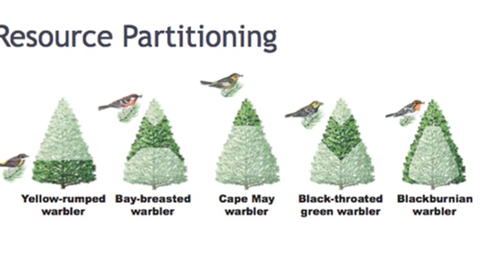 <p>when different organisms in 1 ecosystem split up an area so as not to compete for same resources. Enables similar species to coexist in a community</p>