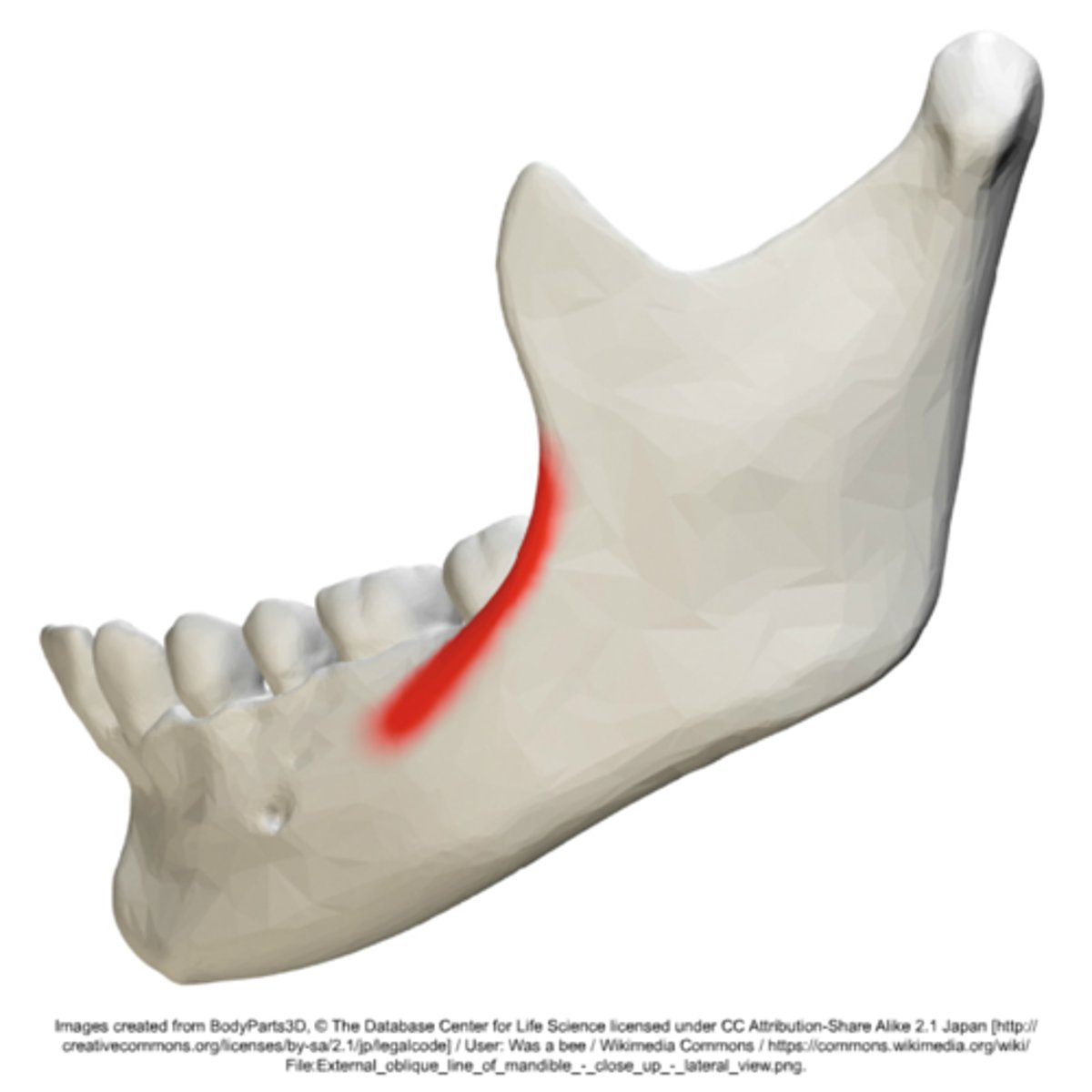 <p>What is shown on the image?</p>