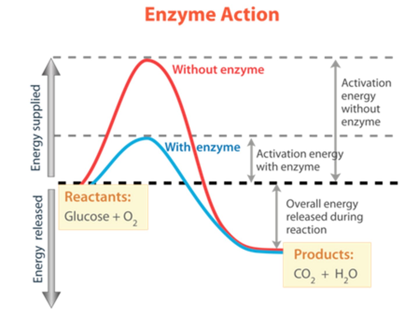 <p>The activation energy is the peak of the curve. A catalyst (such as an enzyme) decreases the activation energy required - blue</p>