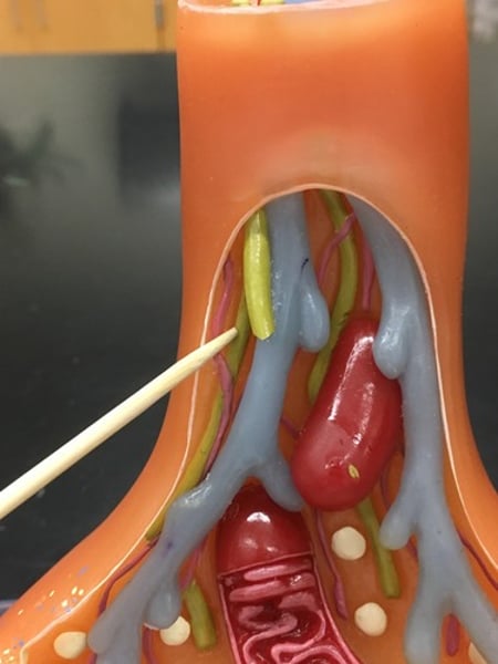 <p>Name this specific structure</p>