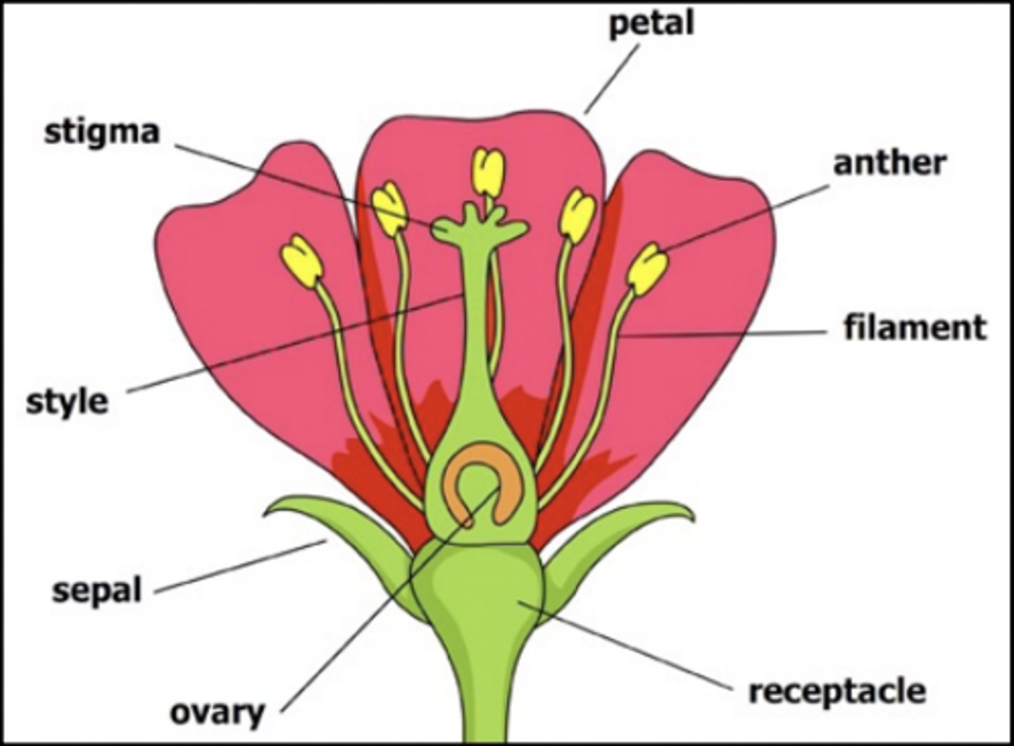 <p>Male parts: Filament + Anther.</p><p>Female Parts: Stigma, Style + Ovary.</p>