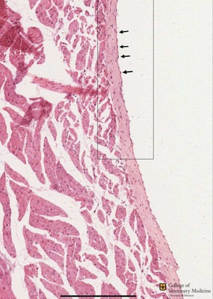 <p>What epithelial tissue is shown?</p>