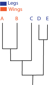 <p><span>In the following phylogeny of insects, the wings observed in species A and B are an example of:</span></p>