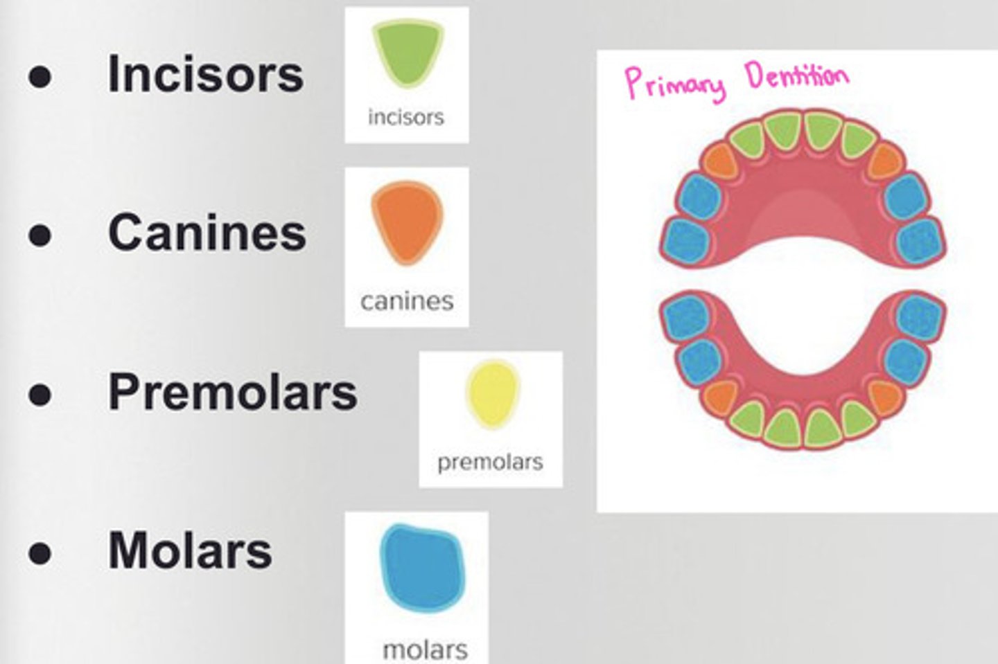 <p>4 maxillary</p><p>4 mandibular</p>
