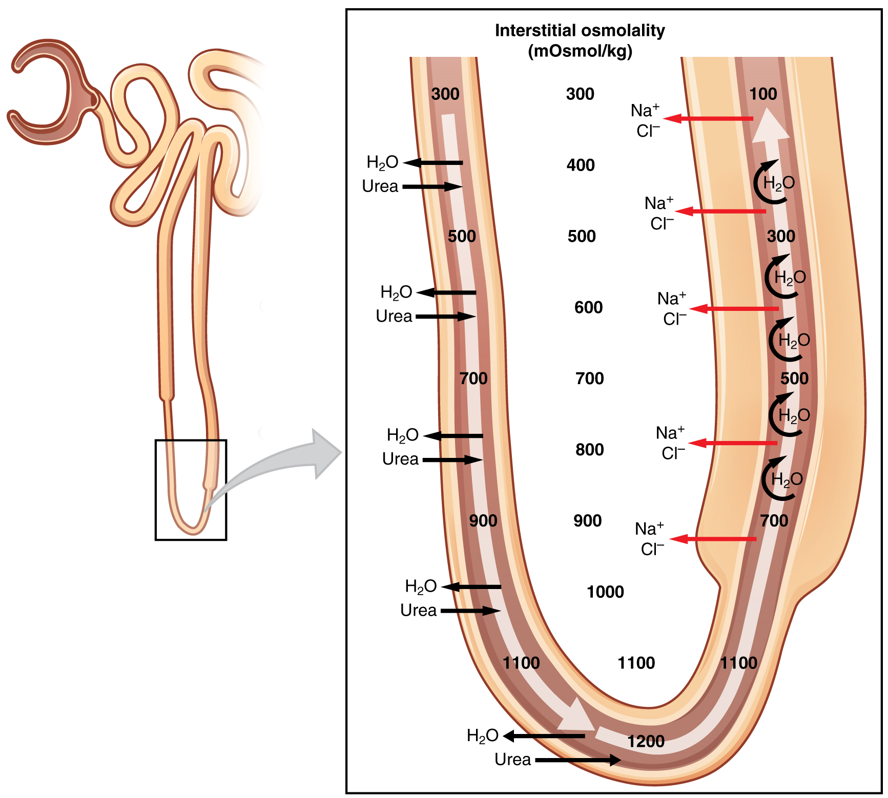<p><strong>An osmotic gradient of electrolytes</strong> that allows the nephron to use active transport, diffusion, and osmosis to reabsorb filtered plasma back into the blood.</p>