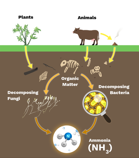 <p>decomposes convert org. waste to ammonia (NH<sub>3</sub>) or ammonium (NH<sub>4</sub>+)</p>